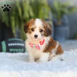 Scout, Cavachon Puppy